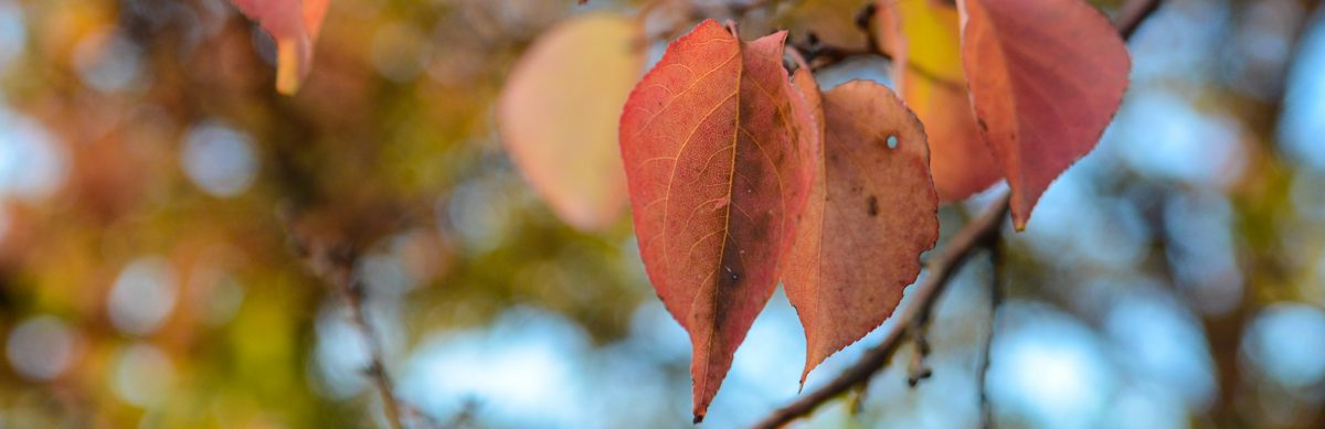 Camilla Brown Counselling & Psychotherapy